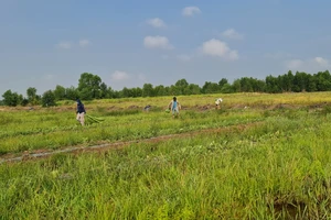 Xâm nhập mặn ở Nam bộ cao hơn trung bình nhiều năm