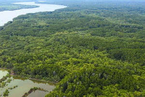 TP.HCM sẽ phát triển nguồn thu từ rừng qua giá trị hấp thu và lưu giữ các-bon