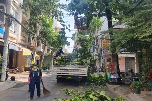 Yêu cầu cung cấp thông tin liên quan các dự án trồng, chăm sóc cây xanh trên địa bàn TP.HCM