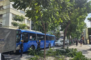 TP.HCM: Rà soát toàn bộ hệ thống cây xanh ở các trường học 