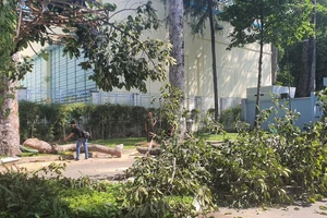 Cây xanh ở Công viên Tao Đàn gãy đổ làm 2 người tử vong, 3 người bị thương