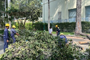 TP.HCM đề xuất dùng flycam để kiểm tra, đánh giá cây xanh