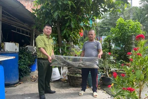 Bắt được kỳ đà hoa quý hiếm nặng 6kg trong vườn nhà
