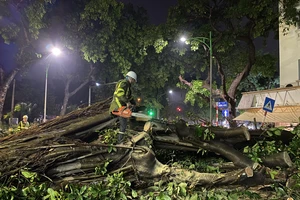 Lực lượng Công ty cây xanh TP.HCM cả đêm xử lý cây ngã đổ ở Hà Nội và Hải Phòng 