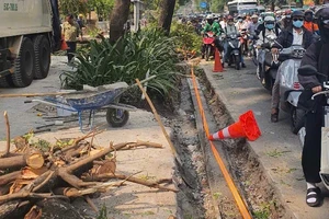 TP.HCM sẽ xử lý nghiêm chủ đầu tư thi công công trình xâm hại cây xanh