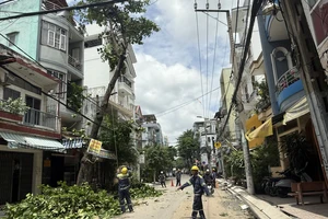 TP.HCM lập kế hoạch rà soát hệ thống cây xanh trong mùa mưa