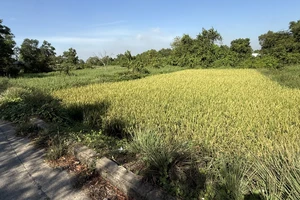 TP.HCM ban hành danh mục cây lâu năm được trồng trên đất lúa