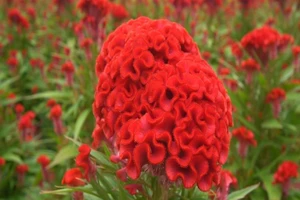 Video: Làng hoa Sài Gòn rộn ràng cho những ngày Xuân 