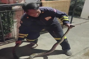 Video: Phát hiện trăn dài 2,4 m dưới bồn cầu