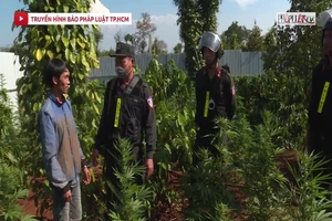Video: Phát hiện 5 vụ trồng cần sa trái phép quy mô lớn