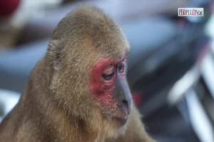 Thợ săn đặt bẫy rừng Sơn Trà, cơ quan chức năng ở đâu?