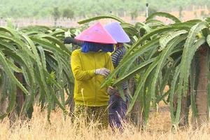 Video: Giải mã thành công sản xuất lương thực Bình Thuận mùa dịch
