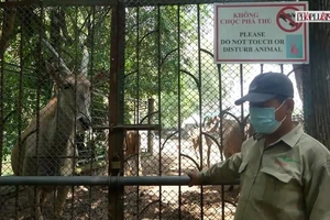 Video: Thảo Cầm Viên Sài Gòn tất bật cải tạo, chuẩn bị đón khách trở lại