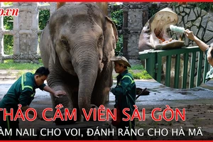 Voi được làm nail, hà mã được đánh răng tại Thảo Cầm Viên Sài Gòn