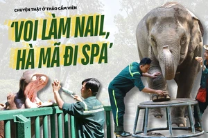 Voi làm nail, hà mã đi spa: Chuyện thật ở Thảo Cầm Viên