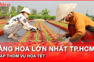 Video: Làng hoa lớn nhất TP.HCM thấp thỏm vụ hoa Tết