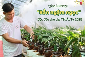 Trình làng dừa bonsai 'rắn ngậm ngọc' độc đáo cho dịp Tết Ất Tỵ 2025