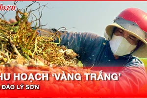 Video: Nông dân tất bật thu hoạch 'vàng trắng’ ở đảo Lý Sơn