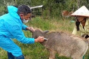 Quảng Ngãi khoanh vùng ổ bệnh nghi lở mồm long móng trên đàn gia súc