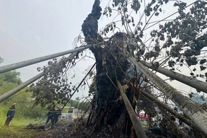 Cây đa 200 tuổi trên núi Thiên Bút ở Quảng Ngãi bốc cháy dữ dội