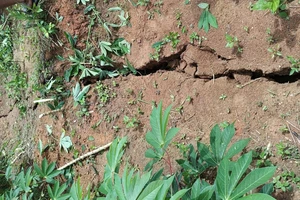 Quảng Ngãi: Sơ tán 12 hộ dân ở xã Đăk Plô do vết nứt trên đỉnh đồi dài 200 mét