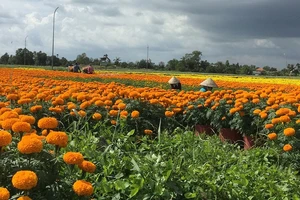 Làng hoa vạn thọ Thủ Thừa chuẩn bị đón xuân