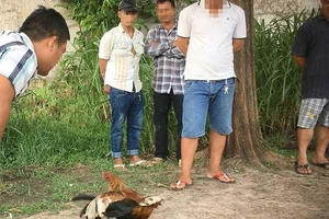 Trường gà trực tuyến: Ai cũng biết sao chính quyền không biết?