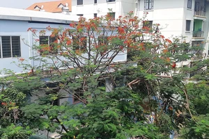 Có nên trồng cây phượng trong sân trường?