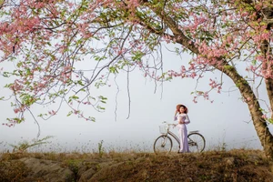 Tháng 3 hoa ô môi nở càng tô điểm thêm cho nét đẹp phụ nữ miền quê với chiếc áo dài thướt tha. Ảnh: Hoàng Thái