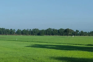 Người có công với cách mạng được miễn tiền sử dụng. Ảnh: NGUYỄN HIỀN