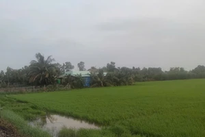 Chưa từng sử dụng đất nông nghiệp có được mua đất trồng lúa?