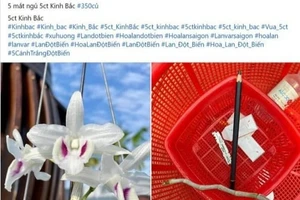 Cảnh báo hiện tượng thổi giá lan đột biến