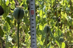 1 phụ nữ trồng gần 900 m2 cây thuốc phiện