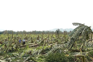 Mưa đá, giông lốc tại nhiều tỉnh phía Bắc