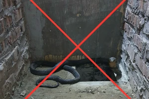 Đang chở rắn hổ mang chúa nặng 8kg trên taxi thì bị bắt