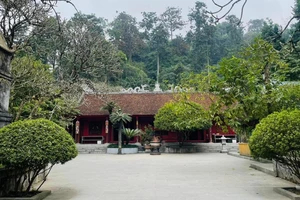 Cây vạn tuế 800 tuổi ở đền Hùng và buổi nói chuyện của Bác Hồ với Đại đoàn quân Tiên phong