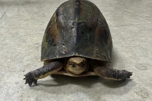 Bị tạm giữ vì chở con rùa hộp trán vàng