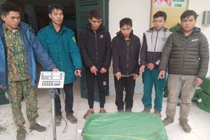 Bắt nhóm 'hô biến' sâm Trung Quốc thành sâm Lai Châu