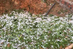 Một người bị thương, nhiều nhà bị hư hại do mưa đá ở Sơn La