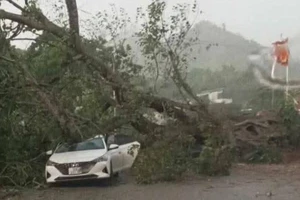 Giông lốc bất thường cực mạnh ở Hòa Bình, cây đổ đè bẹp ôtô
