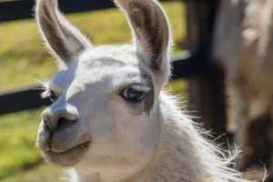 Nhóm nghiên cứu tại Bỉ đã phát hiện ra loại kháng thể từ một con lạc đà có thể giúp chống lại dịch COVID-19 và các biến thể của nó.