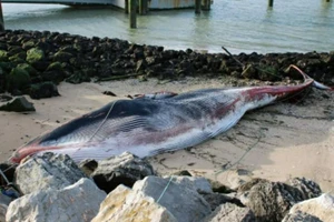 Con cá voi dài 19 m đã chết sau khi bị mắc cạn tại cảng biển phía bắc TP Calais, Pháp.