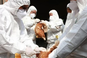 Tổ chức Sức khỏe Động vật Thế giới cho biết dịch cúm gia cầm đang bùng phát trở lại ở châu Âu và châu Á trong những ngày gần đây.