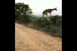 Đoạn video quay lại cảnh một con nai biết "bay" đã thu hút sự chú ý từ cộng đồng mạng. 