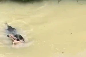 Chú chó cưng ngậm con nai con và bơi lên bờ. 