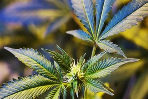 Thái Lan trở thành quốc gia châu Á đầu tiên hợp pháp hóa việc sử dụng cần sa.