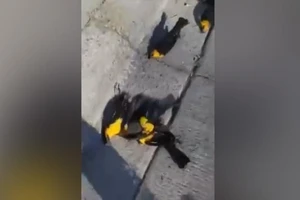 Đàn chim đen đầu vàng đột ngột rơi nhào xuống đất chết.