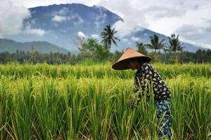 Bali trục xuất diễn viên người Canada khỏa thân nhảy múa ở núi thiêng