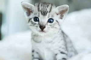 Nhiều người thường nghĩ loài mèo dường như không lắng nghe cuộc trò chuyện của con người, nhưng trên thực tế là có.