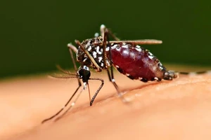 Muỗi có một khu vực đặc biệt trong não, được kích hoạt bất cứ khi nào chúng cảm nhận được mùi của con người.